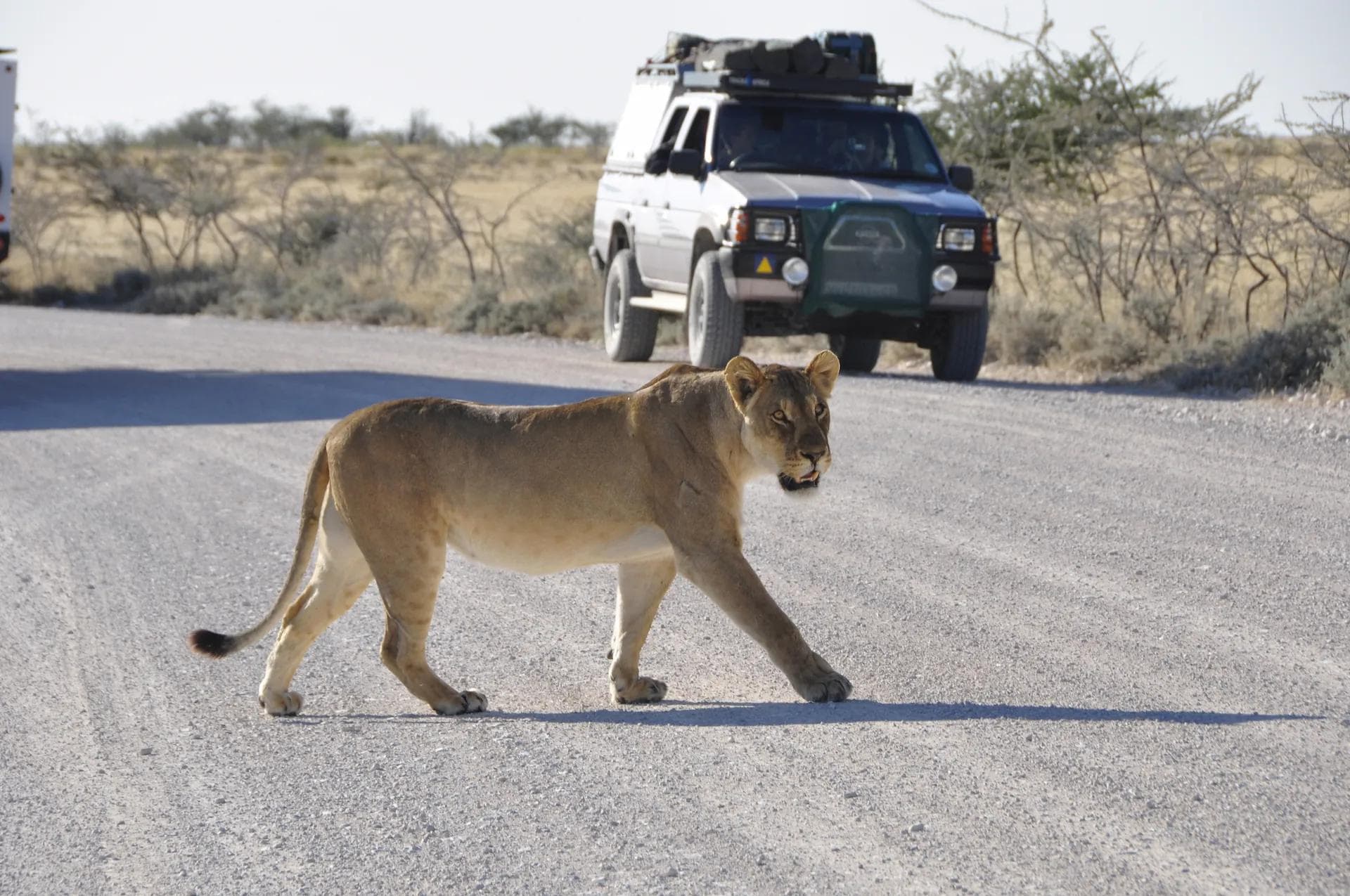 Eine Löwin überquert die Schotterstraße im Etosha Nationalpark vor einem Geländewagen.