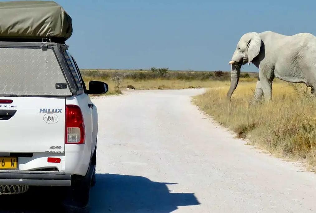 4x4 Rental with Elephant in background